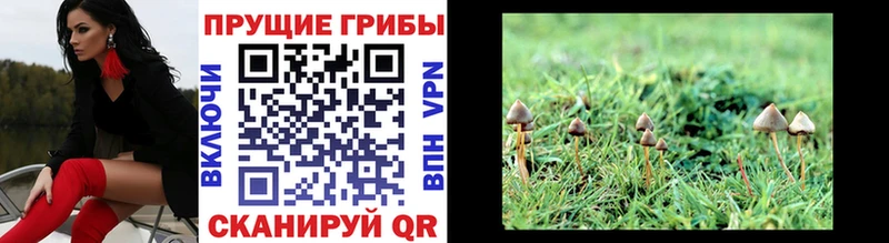 Псилоцибиновые грибы Cubensis OMG онион Старая Русса